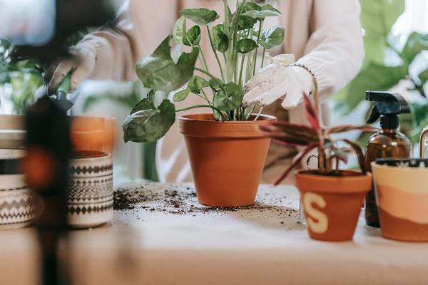 Cuidados com plantas